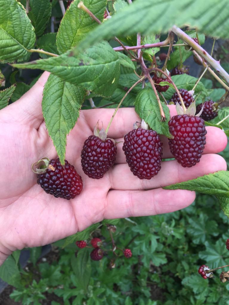 BLACKBERRY - BEST HARVEST - PREMIUM FRUIT PUREE